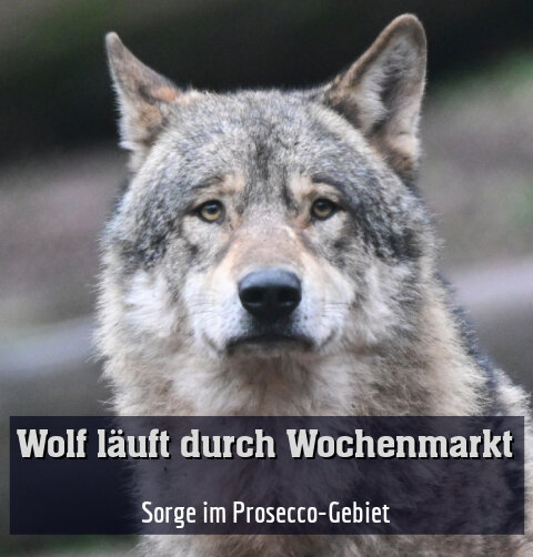 Sorge im Prosecco-Gebiet