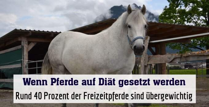 Rund 40 Prozent der Freizeitpferde sind übergewichtig