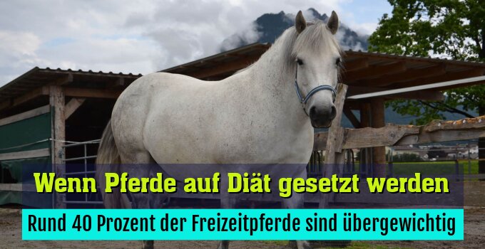 Rund 40 Prozent der Freizeitpferde sind übergewichtig