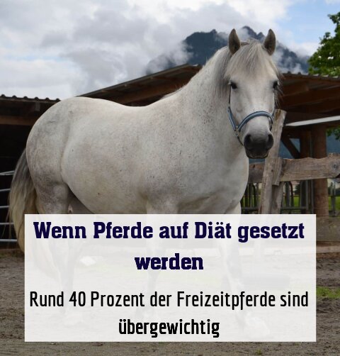 Rund 40 Prozent der Freizeitpferde sind übergewichtig