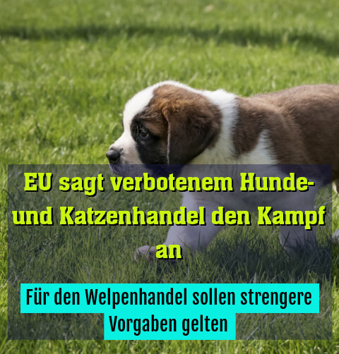 Für den Welpenhandel sollen strengere Vorgaben gelten