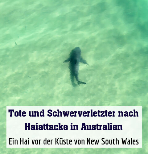 Ein Hai vor der Küste von New South Wales (Archivbild)