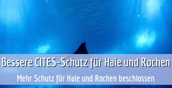 Mehr Schutz für Haie und Rochen beschlossen