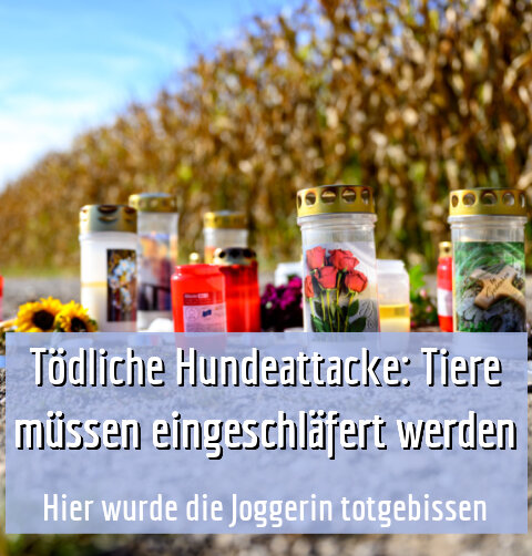 Hier wurde die Joggerin totgebissen
