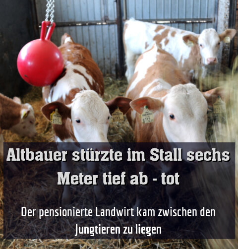 Der pensionierte Landwirt kam zwischen den Jungtieren zu liegen