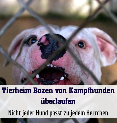 Nicht jeder Hund passt zu jedem Herrchen