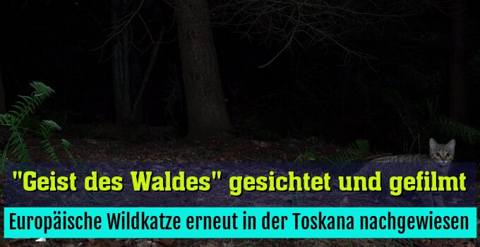 Europäische Wildkatze erneut in der Toskana nachgewiesen
