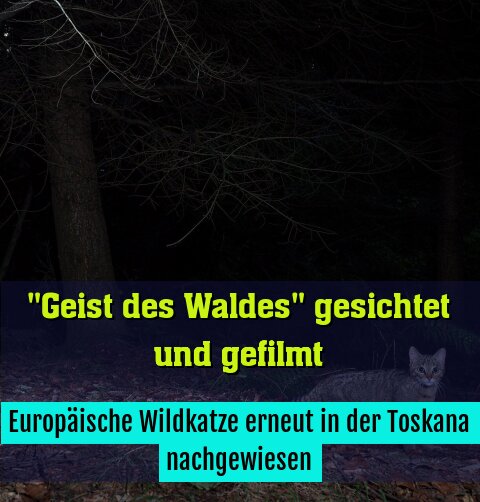 Europäische Wildkatze erneut in der Toskana nachgewiesen