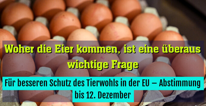 Für besseren Schutz des Tierwohls in der EU – Abstimmung bis 12. Dezember