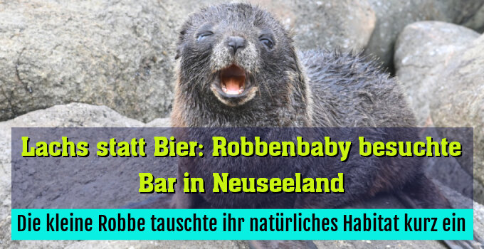 Die kleine Robbe tauschte ihr natürliches Habitat kurz ein