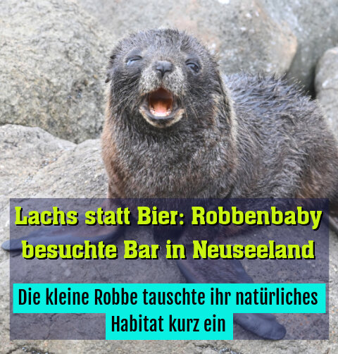 Die kleine Robbe tauschte ihr natürliches Habitat kurz ein