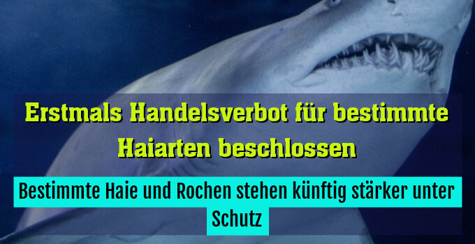 Bestimmte Haie und Rochen stehen künftig stärker unter Schutz