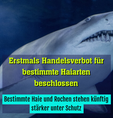 Bestimmte Haie und Rochen stehen künftig stärker unter Schutz