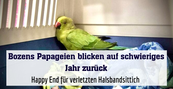 Happy End für verletzten Halsbandsittich 