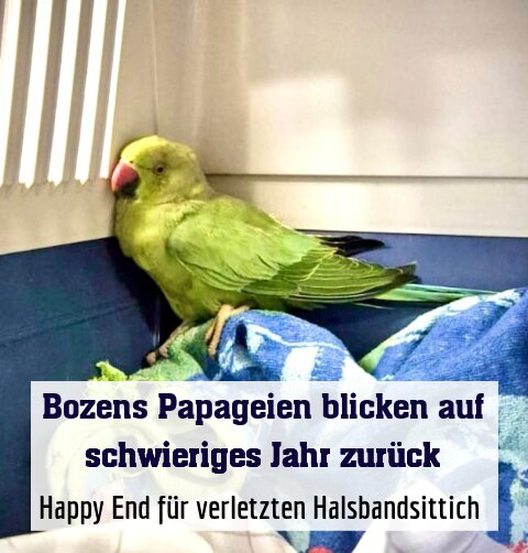 Happy End für verletzten Halsbandsittich 