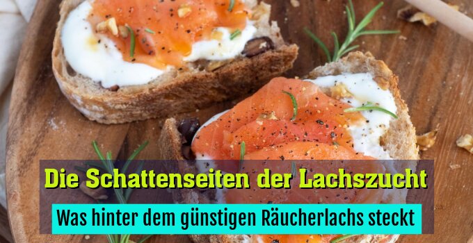 Was hinter dem günstigen Räucherlachs steckt