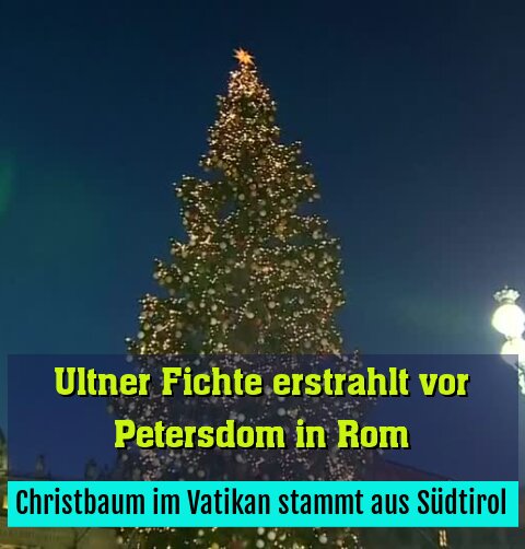 Christbaum im Vatikan stammt aus Südtirol