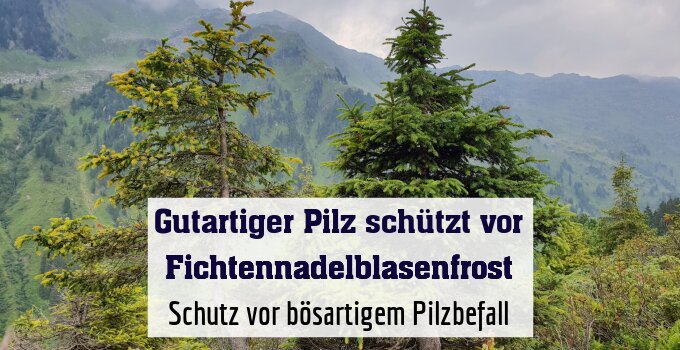 Schutz vor bösartigem Pilzbefall