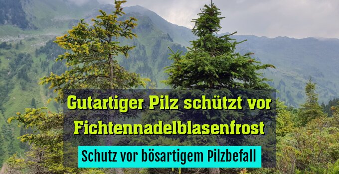 Schutz vor bösartigem Pilzbefall