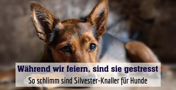 So schlimm sind Silvester-Knaller für Hunde