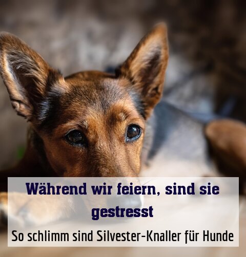 So schlimm sind Silvester-Knaller für Hunde