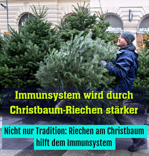 Nicht nur Tradition: Riechen am Christbaum hilft dem Immunsystem