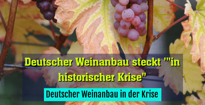 Deutscher Weinanbau in der Krise
