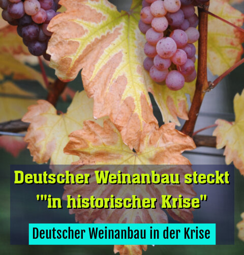 Deutscher Weinanbau in der Krise