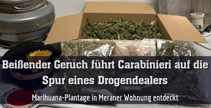 Marihuana-Plantage in Meraner Wohnung entdeckt