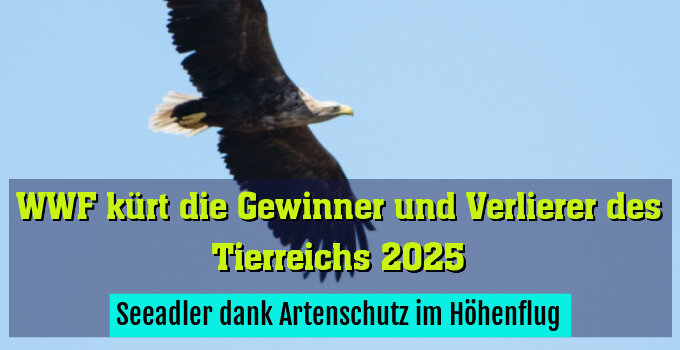 Seeadler dank Artenschutz im Höhenflug