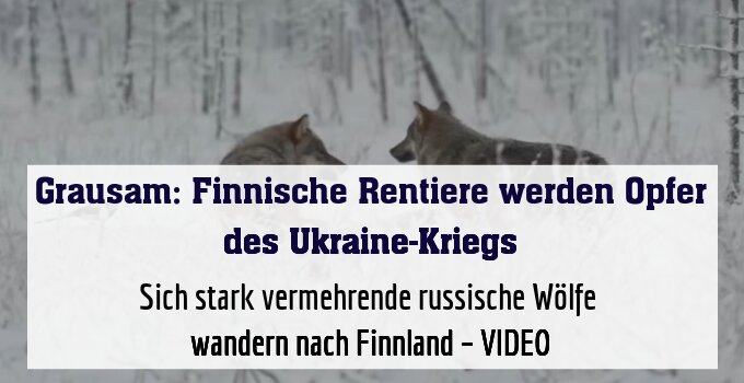 Sich stark vermehrende russische Wölfe wandern nach Finnland – VIDEO