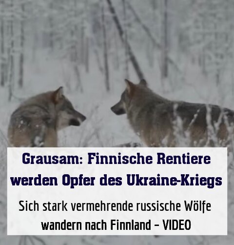 Sich stark vermehrende russische Wölfe wandern nach Finnland – VIDEO