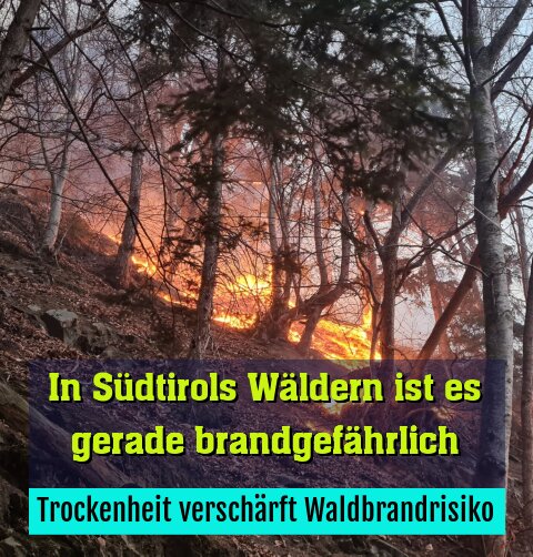 Trockenheit verschärft Waldbrandrisiko