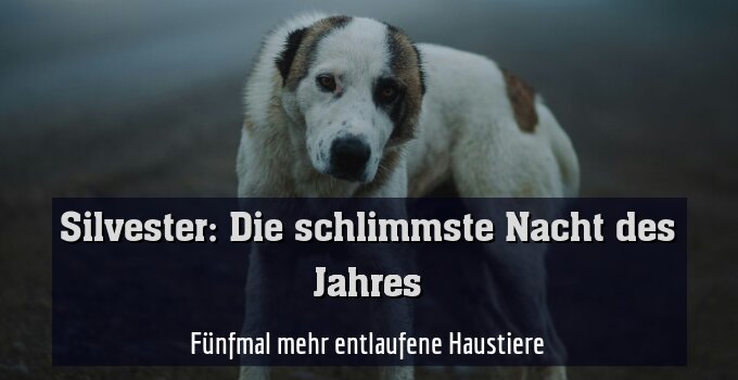 Fünfmal mehr entlaufene Haustiere