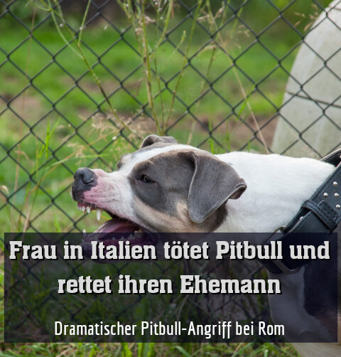 Dramatischer Pitbull-Angriff bei Rom