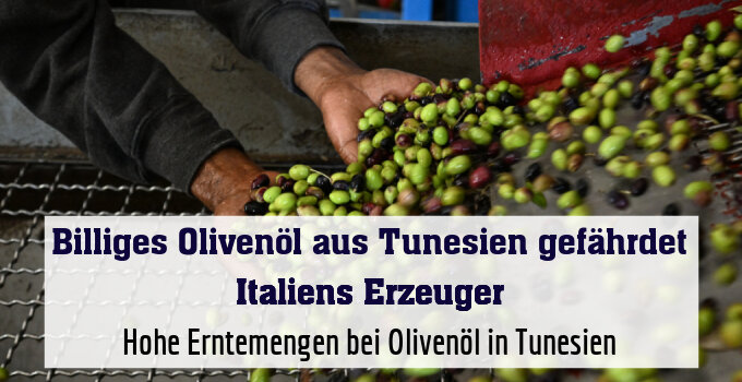Hohe Erntemengen bei Olivenöl in Tunesien