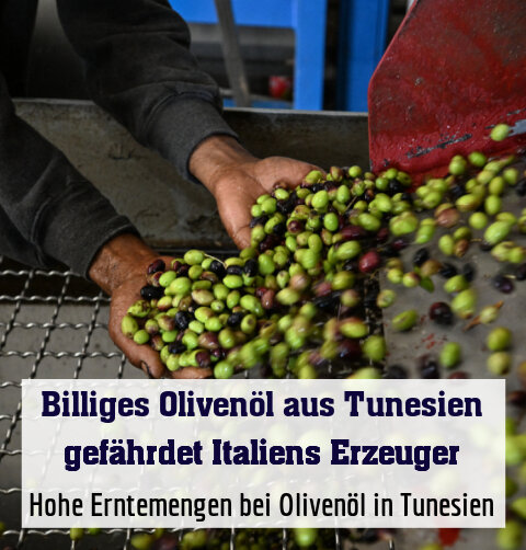 Hohe Erntemengen bei Olivenöl in Tunesien