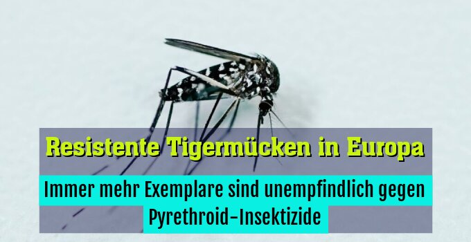 Immer mehr Exemplare sind unempfindlich gegen Pyrethroid-Insektizide