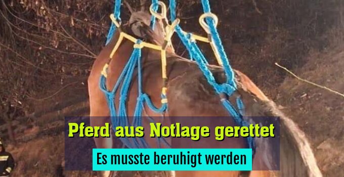 Es musste beruhigt werden