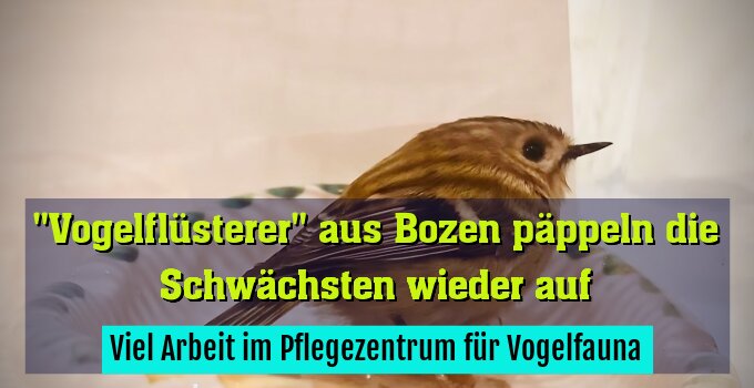 Viel Arbeit im Pflegezentrum für Vogelfauna