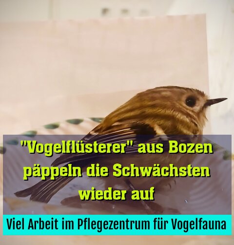 Viel Arbeit im Pflegezentrum für Vogelfauna