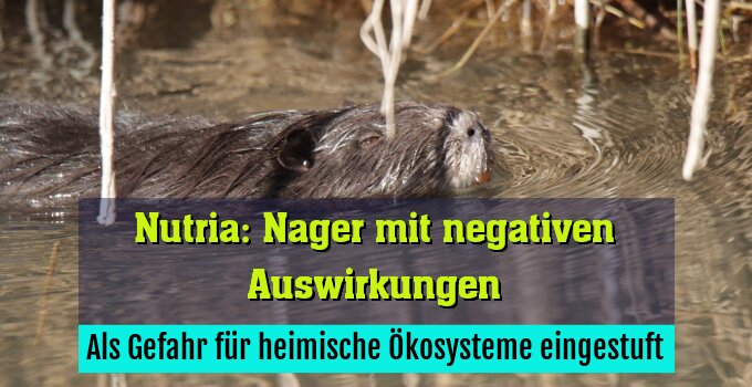 Als Gefahr für heimische Ökosysteme eingestuft