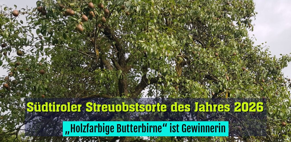 „Holzfarbige Butterbirne“ ist Gewinnerin