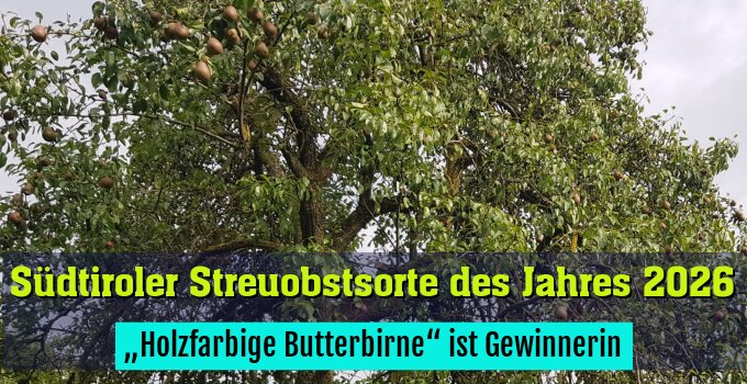 „Holzfarbige Butterbirne“ ist Gewinnerin