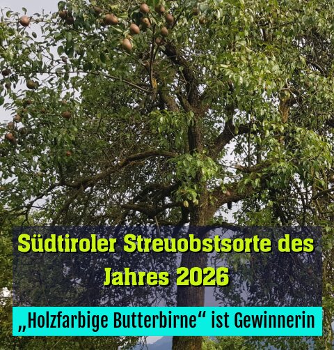 „Holzfarbige Butterbirne“ ist Gewinnerin