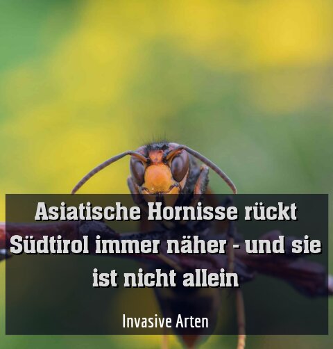 Invasive Arten
