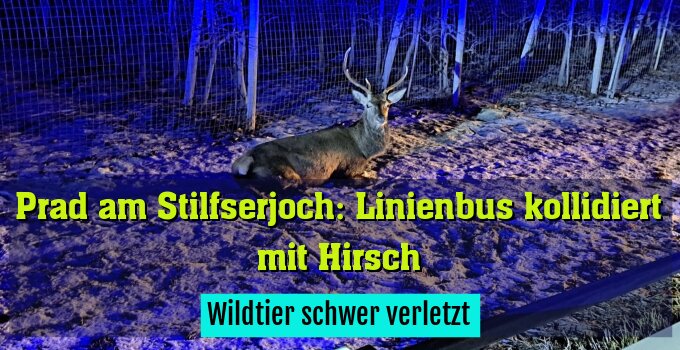 Wildtier schwer verletzt