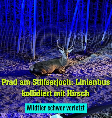 Wildtier schwer verletzt