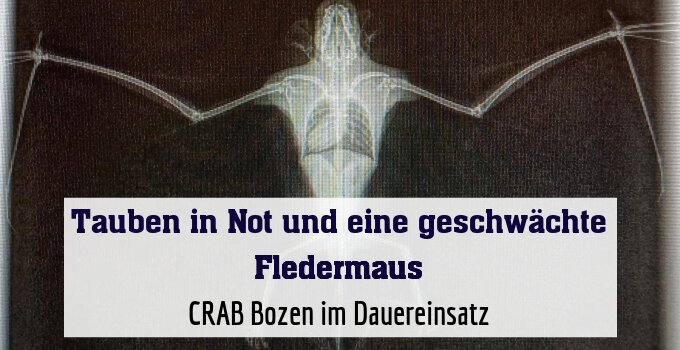 CRAB Bozen im Dauereinsatz