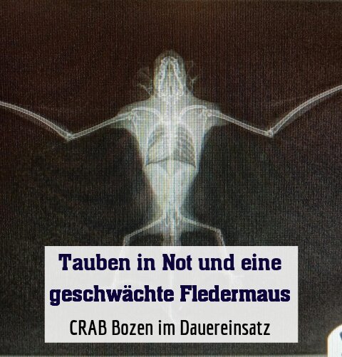 CRAB Bozen im Dauereinsatz